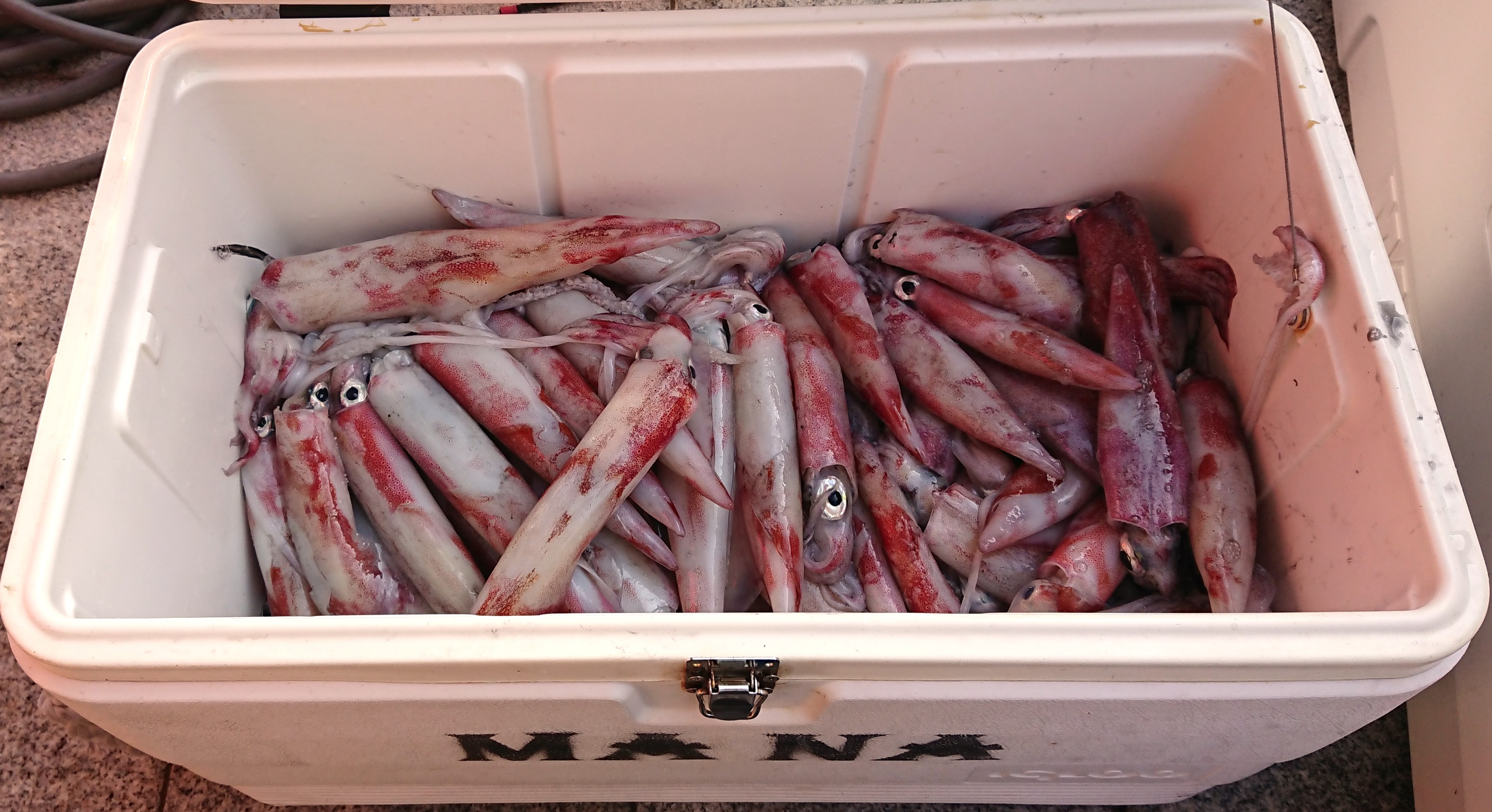 イカメタル船釣り